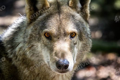 Preview: wolf, eye, head, face, wilderness