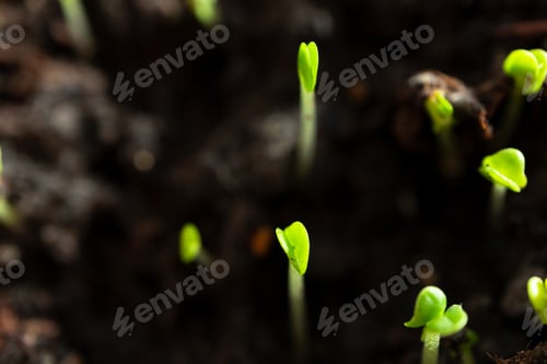 Preview: Growing basil sprouts soil