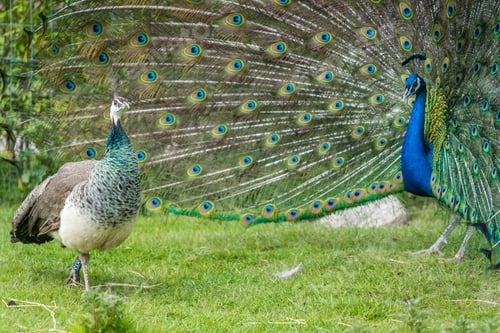Preview: View of two blue and green Pavo birds, one with an open blue patterned tail on the grass