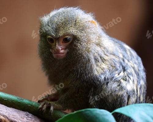 Preview: Cute little monkey
