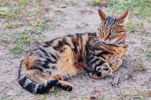 Preview: Cat. A beautiful tabby cat is resting on the street. Ears. Emoti