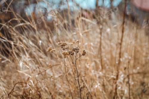 Preview: Abstract warm landscape of dry grass meadow on warm golden hour sunset or sunrise time
