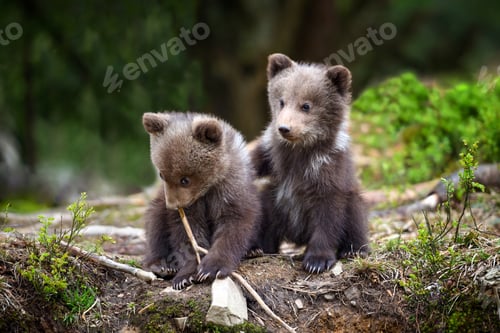 Preview: Two little brown bear cub are playing in summer forest