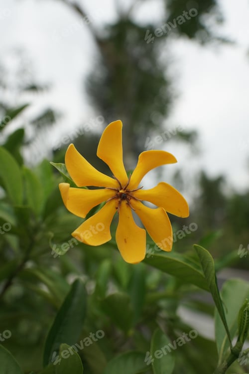 Preview: A yellow flower with eight petals against a bokeh background