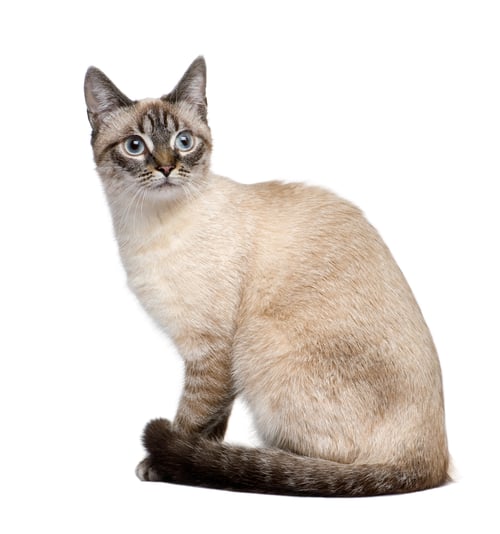 Preview: Crossbreed between a siamese and a tabby (9 months) in front of a white background
