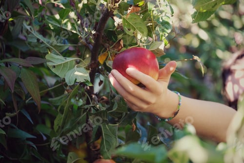 Preview: Young woman picking a red apple from an apple tree