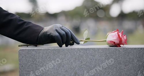 Preview: Funeral, cemetery and person with rose on tombstone for remembrance, ceremony and memorial service.