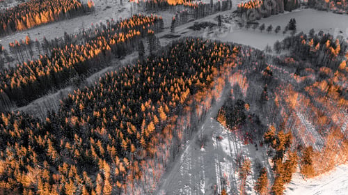 Preview: Beautiful view of spruce tops lit by the sun