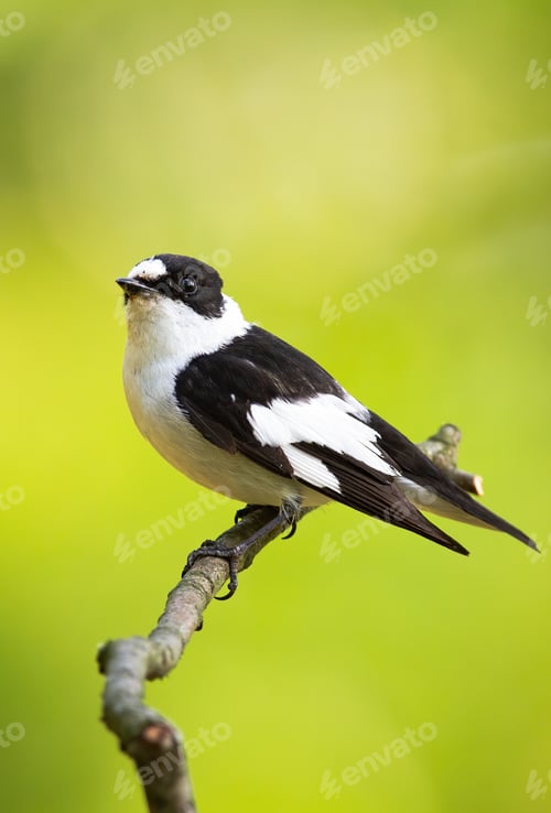 Preview: Scared black and white european pied flycatcher sitting on the thin twig