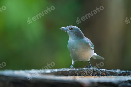 Preview: Sayaca Tanager bird (Thraupis sayaca)