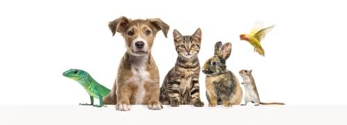 Preview: Group of pets: Cats, dogs, rabbit, ferret, rodent, reptile, bird, isolated on white