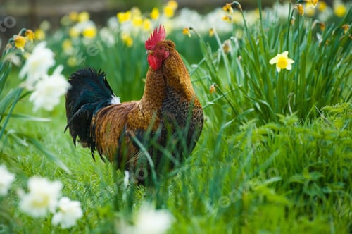 Preview: Portrait of rooster in daffodil meadow