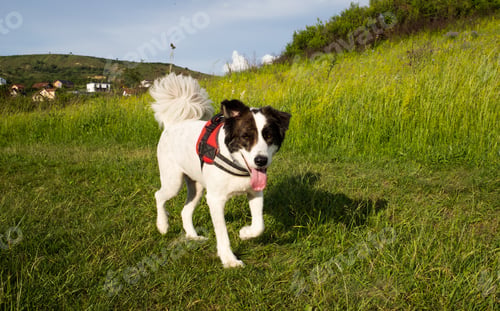 Preview: cute white dog in summer landscape