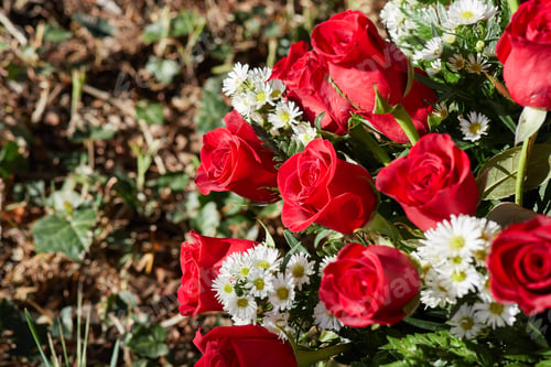 Preview: Close-up photo of white chamomiles with red roses