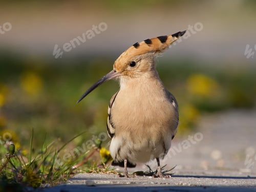 Preview: Eurasian hoopoe (Upupa epops)