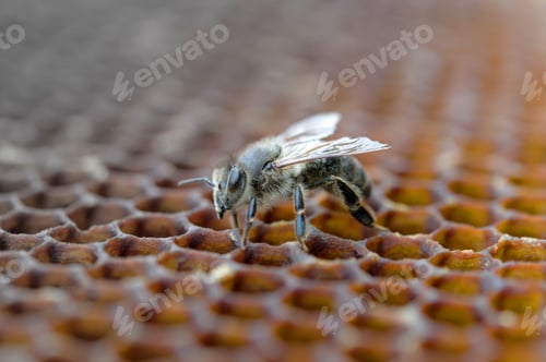 Close Up of a Bee on Honeycomb