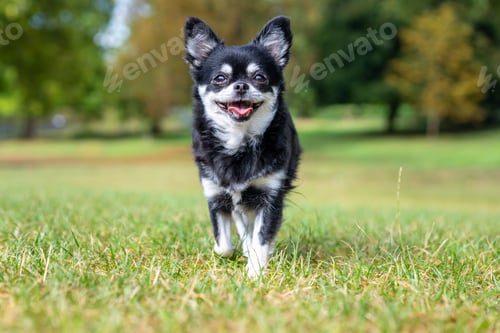 Preview: Black and white Chihuahua walking on grassland