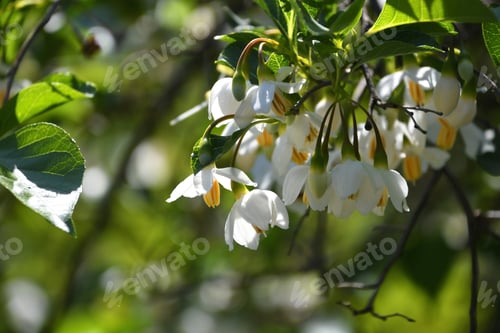 Preview: A weeping Japanese Snowbell tree in bloom, white flowers with yellow centers