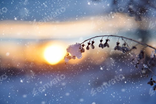 Preview: Snow covered dry branch of a plant on a blurred background of the sunset. Winter background.