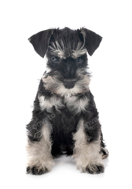 Preview: miniature schnauzer in studio