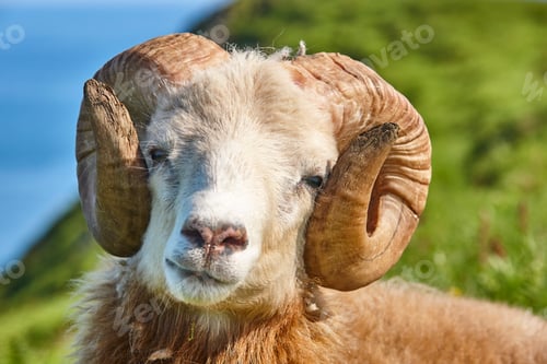 Preview: Sheep lamb head detail grazing on the Faroe islands green meadows