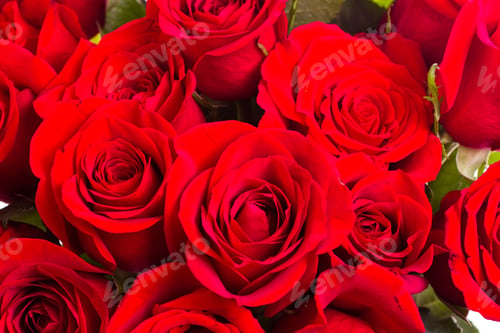 Preview: Red roses