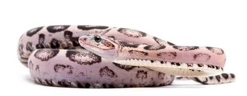 Preview: Scaleless Corn Snake, Pantherophis Guttatus, in front of white background