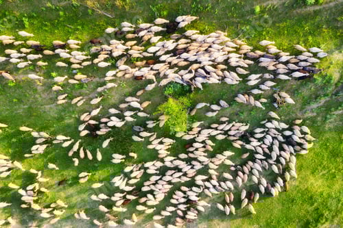 Preview: The view from the air on a flock of sheep.