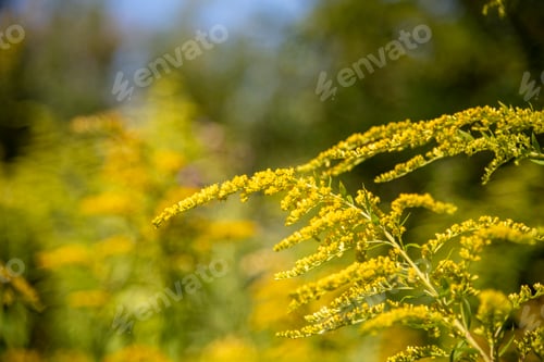 Preview: Yellow Canada goldenrod flowers