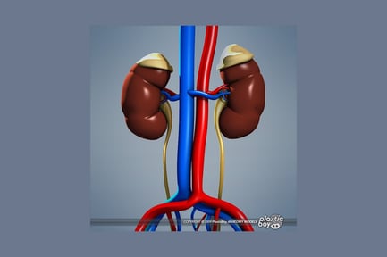 Preview: Human kidney system with connected arterial network