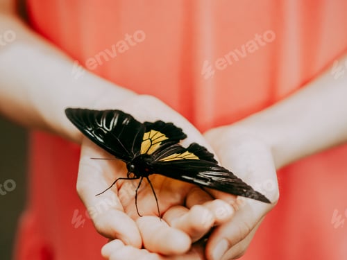 Preview: Colorful butterfly in girl hand, close-up