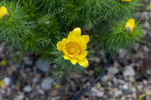 Preview: Adonis vernalis is a Pheasant's Eye with yellow flowers in rock garden