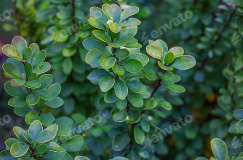 Preview: Bright Green Thunbergs Barberry (Berberis thunbergii Erecta) leaves background.
