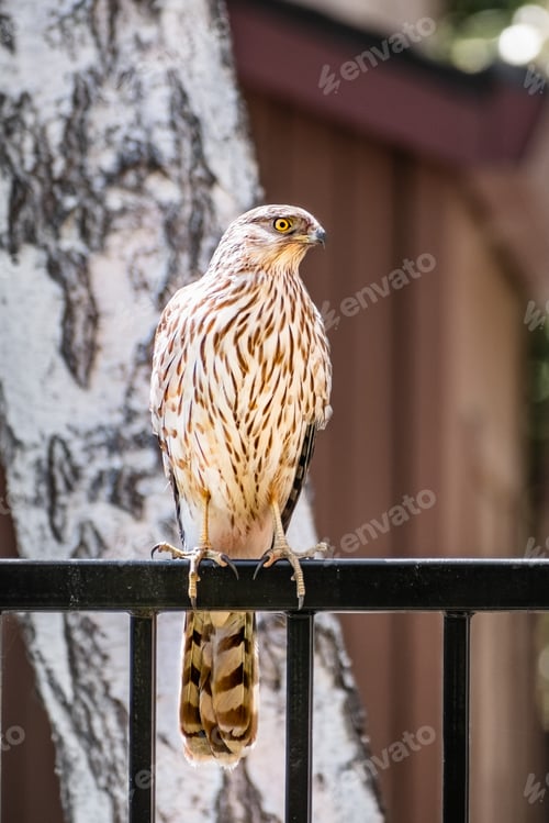 Preview: Close up of Cooper's Hawk perched on a fence