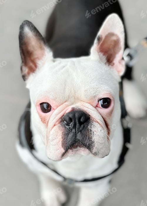 Preview: Portrait of a Happy Animal White French Bulldog With Black Spots Grey Geometric Pattern Background