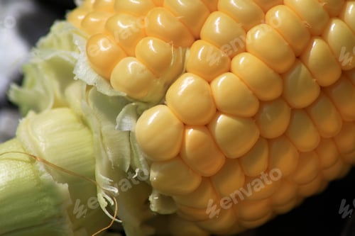 Preview: Raw Yellow Corn on the Cobb