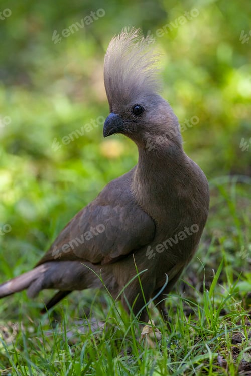 Preview: Grey Lourie or Go Away Bird