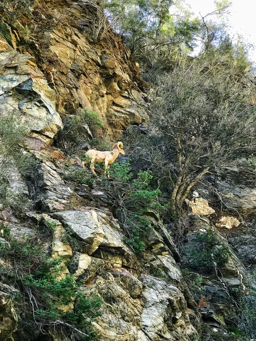 Preview: Wild mountain sheep on a cliff in the Angeles National forest.