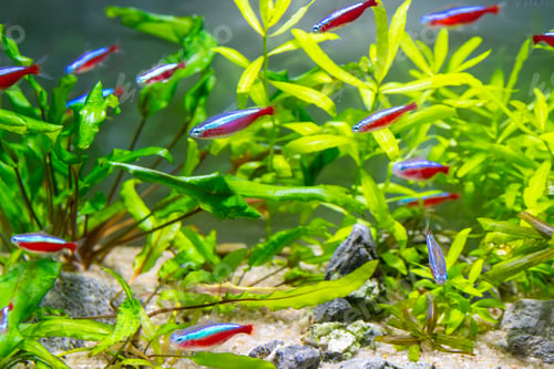 Preview: Closeup shot of a school of neon tetra in the aquarium