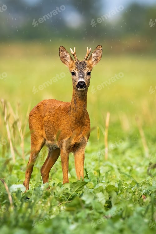 Preview: Young roe deer with small antlers posing in the rain in summer