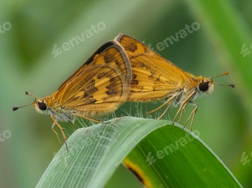 Preview: mating moth