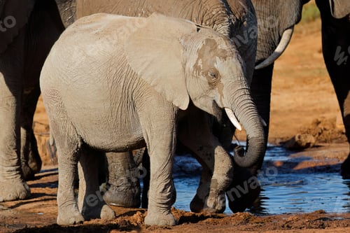 Preview: Young African elephant - Addo Elephant National Park