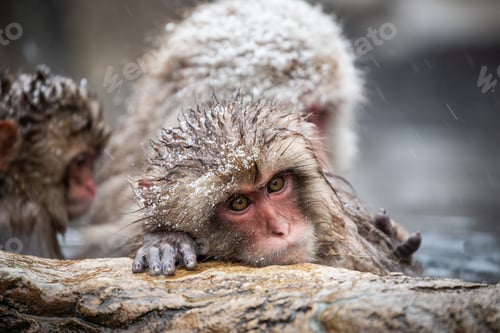 Preview: Snow monkey