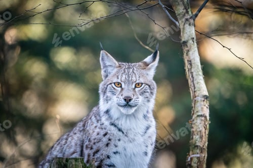 Preview: Majestic lynx near a tree looking at the camera
