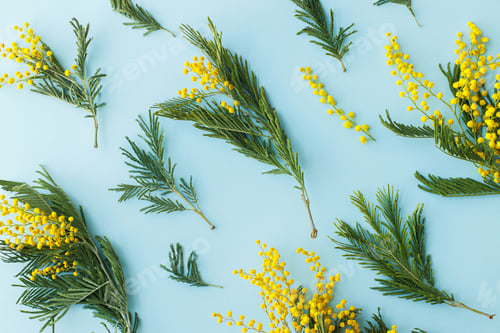 Preview: Spring flat lay. Stylish mimosa flowers composition on blue background. 8 march