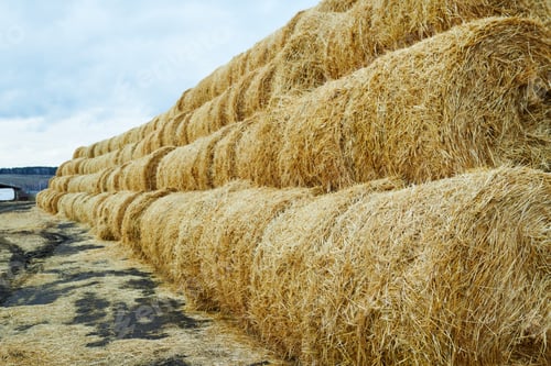 Preview: Part of long stack of fresh dry hay prepared as food for livestock