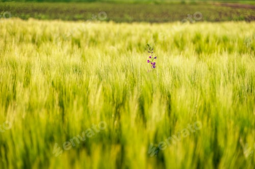Preview: Close up detail of green wheat heads growing in agricultural field in spring