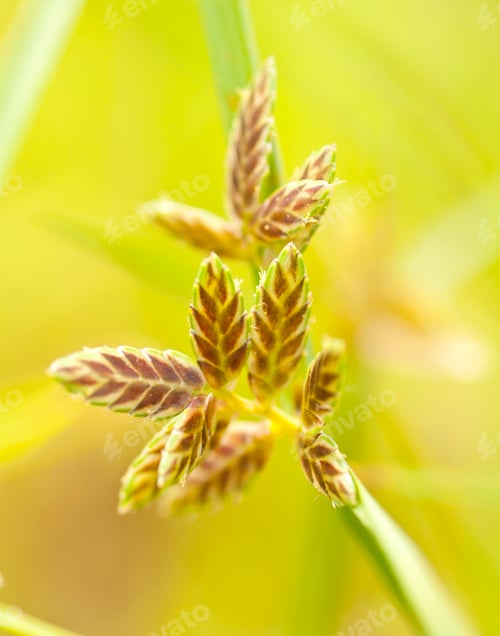 Preview: Beautiful floral spring abstract background of nature.