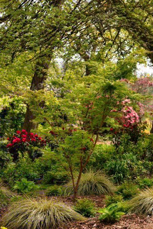 Preview: Green Tree in a city park garden. Sunny Spring Day.