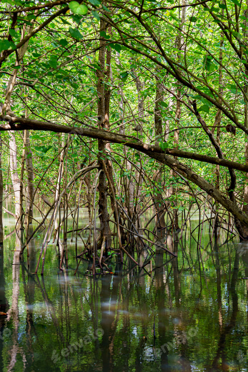 Preview: mangrove tree roots that grow above sea water. Mangroves function as plants